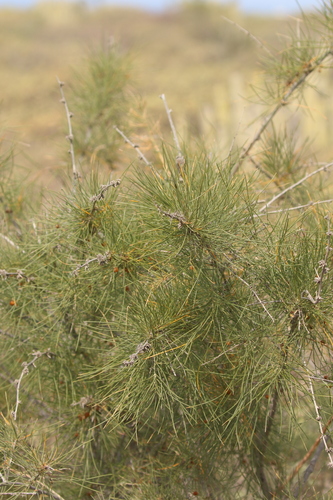 Asparagus arborescens (Asparagus arborescens)