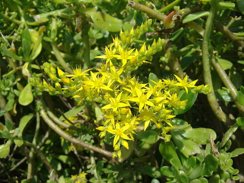 Sedum praealtum