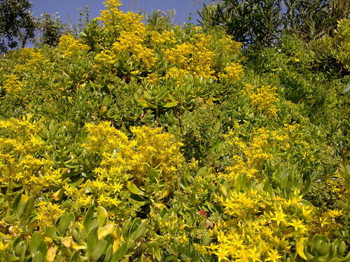 Sedum praealtum