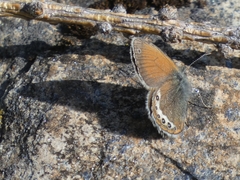 Coenonympha gardetta