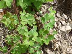 Aquilegia desertorum