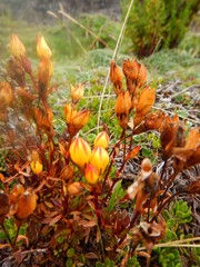 Gentianella hirculus