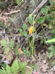 Chapmannia floridana