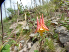 Aquilegia desertorum
