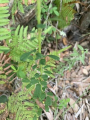 Chapmannia floridana