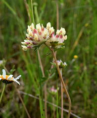Anthyllis vulneraria vulneraria