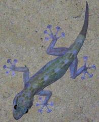 Ragazzi's Fan-Footed Gecko photo 3