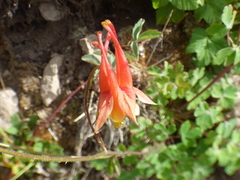 Aquilegia desertorum