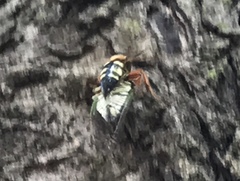 Sphecius speciosus