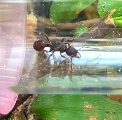 Poneracantha triangularis