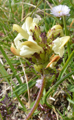 Pedicularis tuberosa