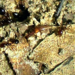 Myrmecosaurus ferrugineus - Photo (c) JamesD, some rights reserved (CC BY-ND), uploaded by JamesD