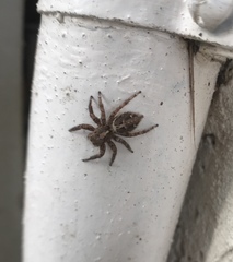 Salticidae