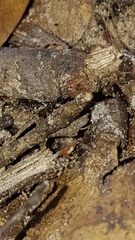 Pseudomyrmex ejectus