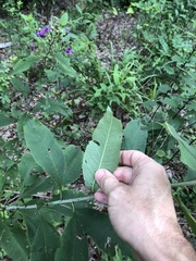 Vernonia flaccidifolia