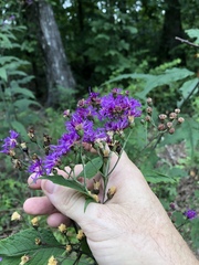 Vernonia flaccidifolia