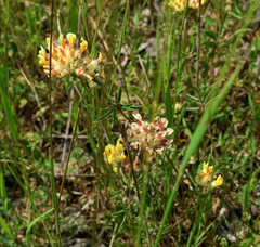 Anthyllis vulneraria vulneraria