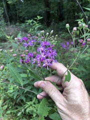 Vernonia flaccidifolia