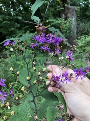Vernonia flaccidifolia