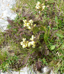 Pedicularis tuberosa