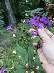 Vernonia flaccidifolia