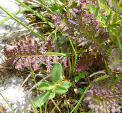 Pedicularis tuberosa