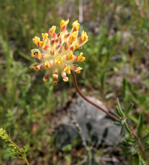 Anthyllis vulneraria vulneraria