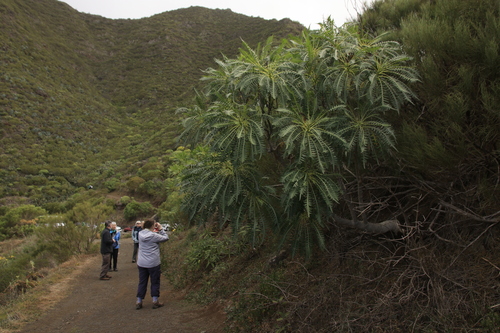 Sonchus canariensis (Sonchus canariensis)