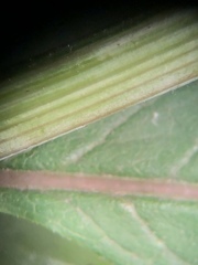 Vernonia flaccidifolia