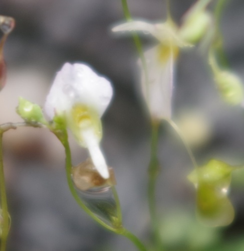 Image of Utricularia striatula by (c) bernhard_hiller, some rights reserved (CC BY)