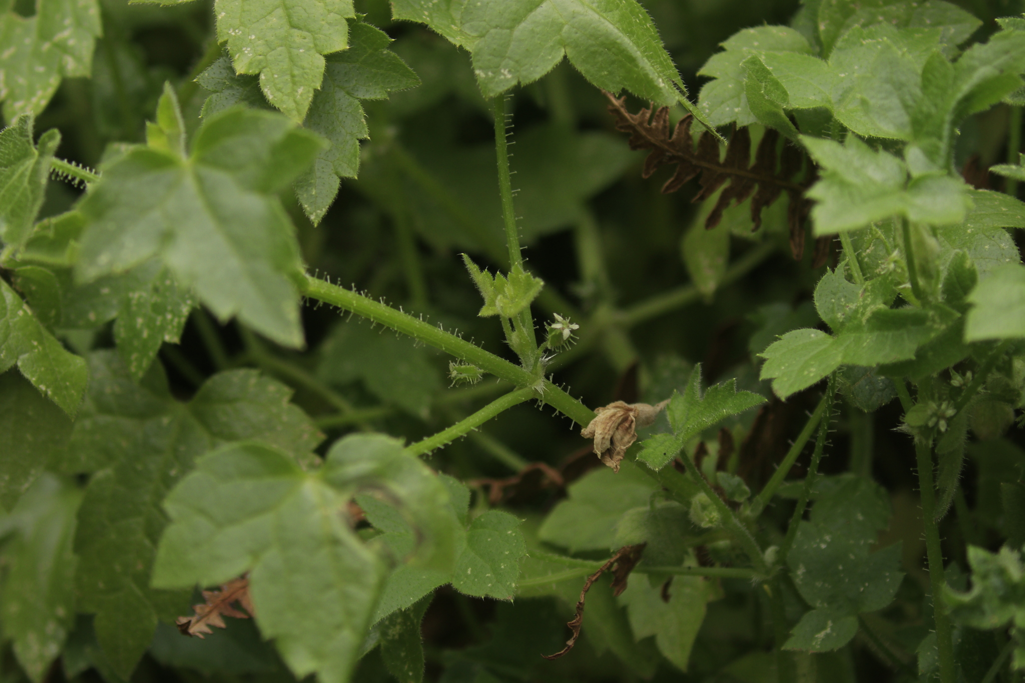 Drusa glandulosa