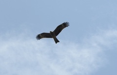 Milvus migrans