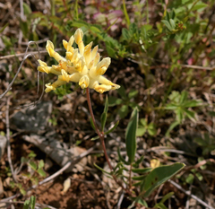 Anthyllis vulneraria vulneraria