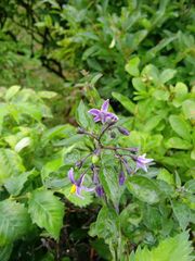 Solanum dulcamara