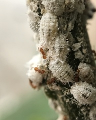 Wasmannia auropunctata