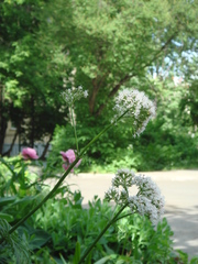 Valeriana officinalis