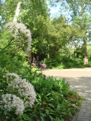 Valeriana officinalis