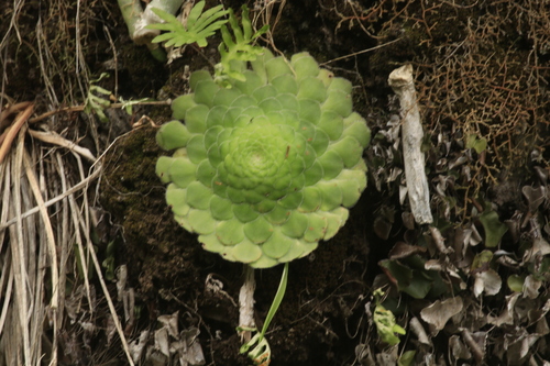 Aeonium tabulaeforme