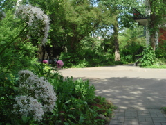 Valeriana officinalis