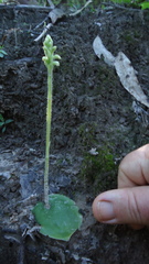 Discyphus scopulariae