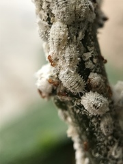 Wasmannia auropunctata