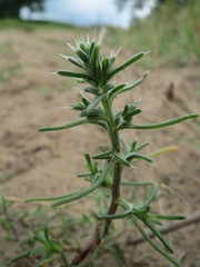 Salsola kali ruthenica