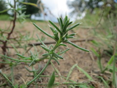 Salsola kali ruthenica