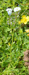 Myosotis alpestris