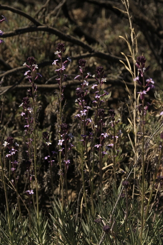 Image of Erysimum scoparium by no rights reserved