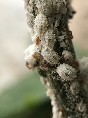 Wasmannia auropunctata