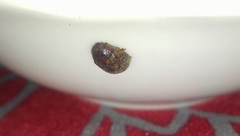 Paropsisterna m-fuscum