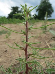 Salsola kali ruthenica