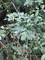 Adenopodia spicata