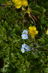 Myosotis alpestris